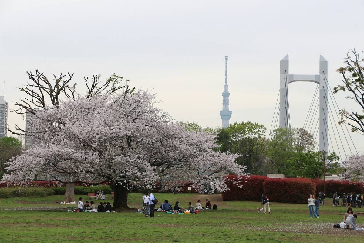 Stort kirsebærtre i full blomst på en gressplen der folk sitter på tepper, med Tokyo Skytree og en hvit hengebro i bakgrunnen