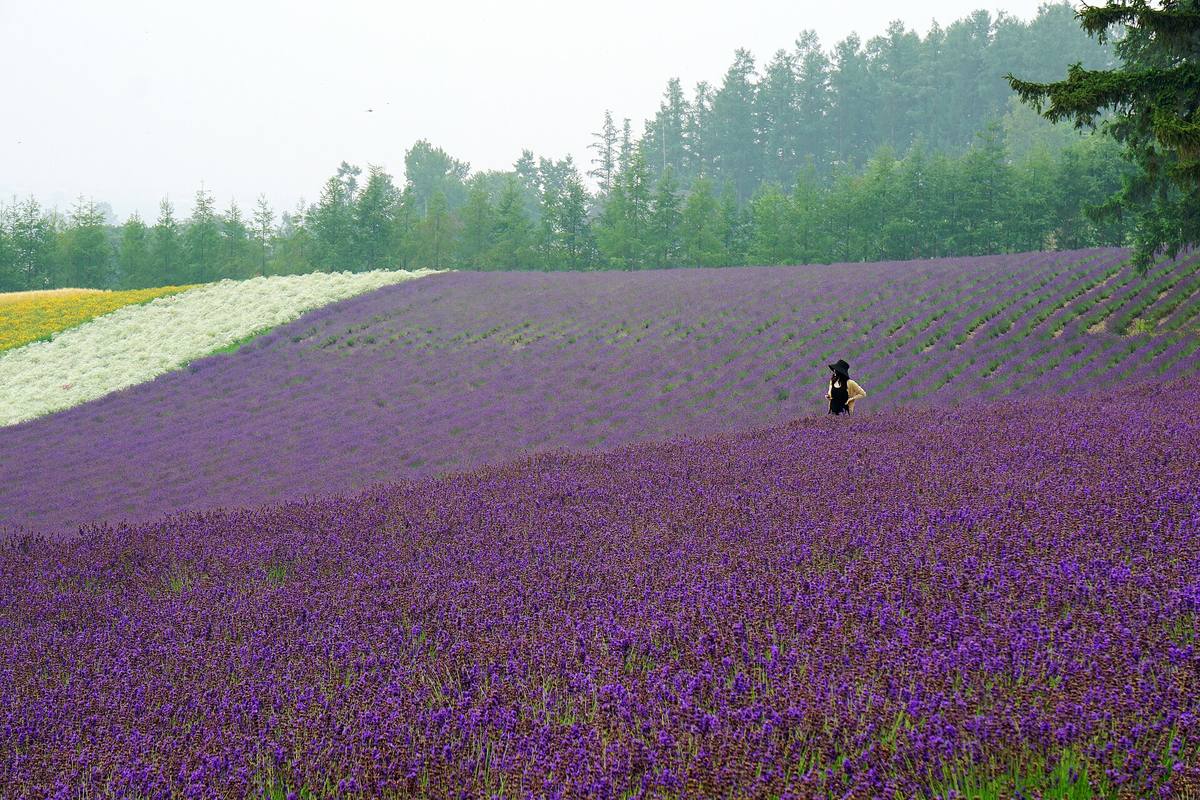 Bølgende åker med lavendel i tette lilla rader, med striper av hvite og gule blomster og barskog øverst