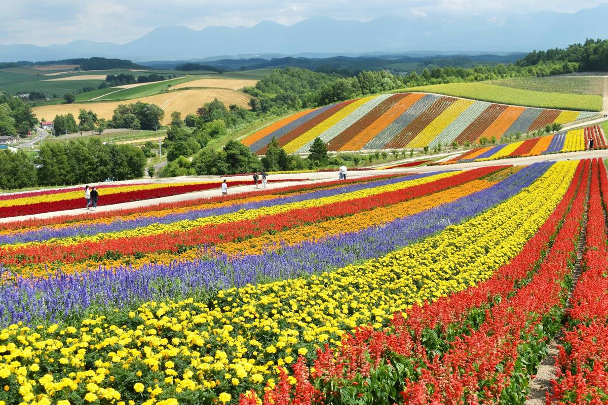 Blomsterfelt i brede striper av gult, rødt og lilla som følger et kupert landskap, med skogkledde åser og fjell i det fjerne