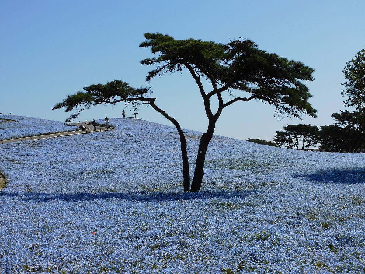 Åsside dekket av lyseblå nemophila-blomster med et vindformet furutre i silhuett midt i bildet