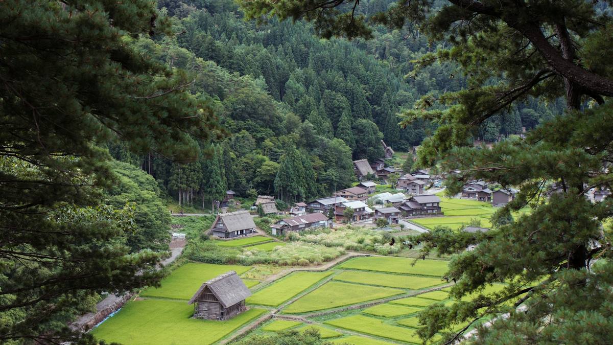 Landsbyen Shirakawa-go sett ovenfra med gassho-hus med bratte halmtak spredt mellom grønne rismarker, omgitt av skogkledde fjellsider