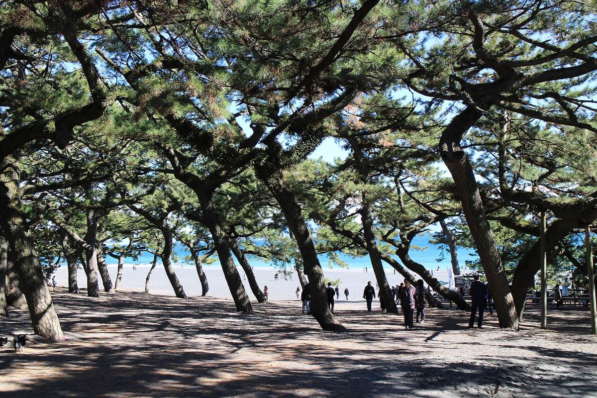 Gamle furutrær med skjeve stammer på sandstranden i Miho no Matsubara, med blått hav bak