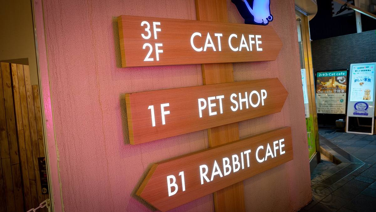 Tre opplyste treskilt utenfor en bygning som viser kattekafé i andre og tredje etasje, dyrebutikk i første og kaninkafé i kjelleren