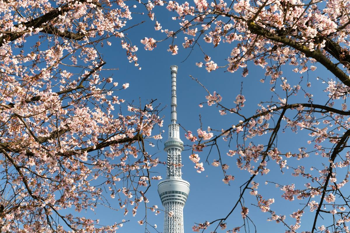 Tokyo Skytree i grått og hvitt mot klar blå himmel, rammet inn av greiner med lyserøde kirsebærblomster