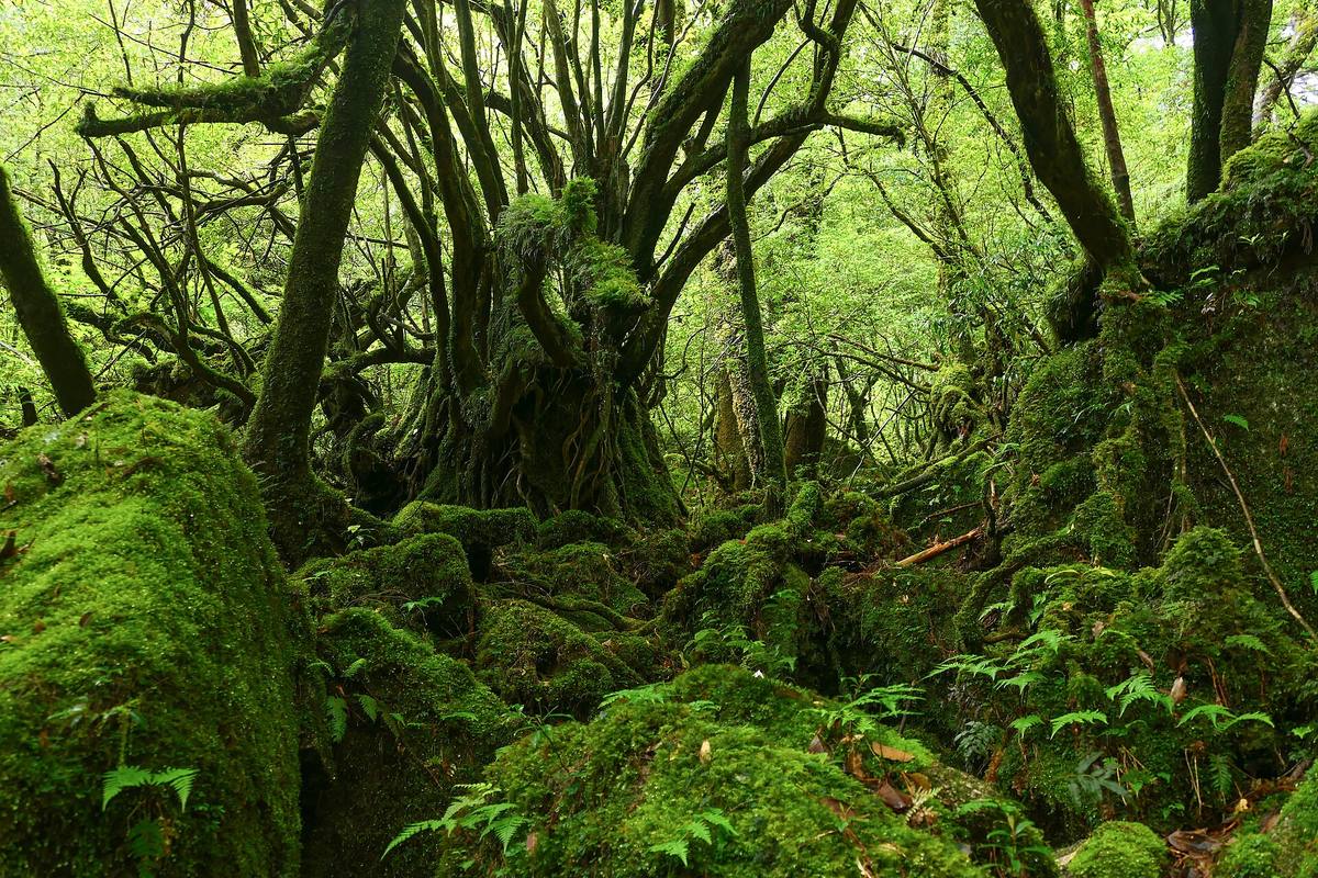 Mosekledd urskog på Yakushima der stein, røtter og trestammer er dekket av tykt grønt mosedekke og bregner