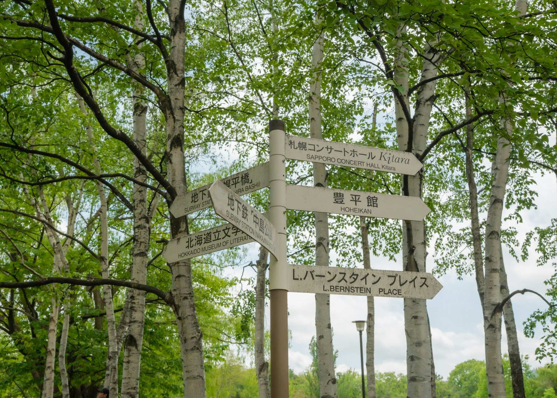 Skiltstolpe med fem hvite retningsskilt på japansk og engelsk mellom hvite bjørkestammer i en park, mot lys sommerhimmel